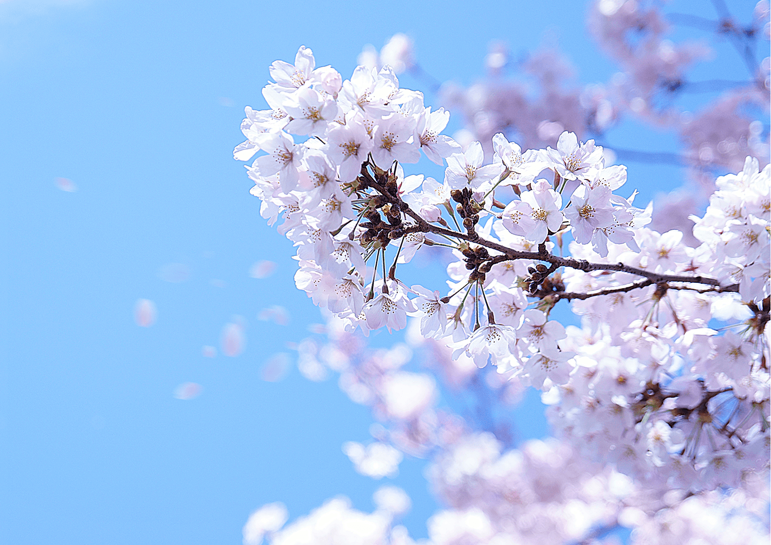 茨城県内の21年桜開花情報 県北の方はこれから満開のところも つくばライフにあこがれて
